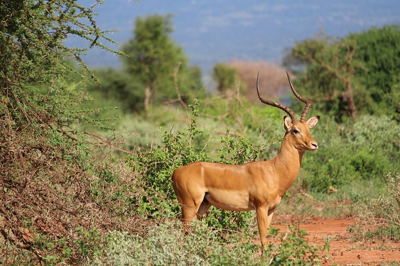 Absolute Adventure Safaris 3