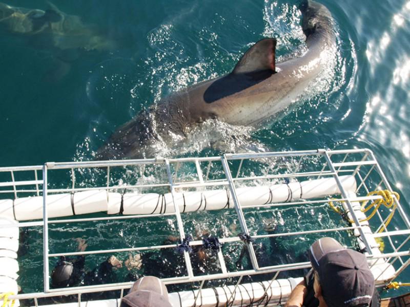 White Shark Diving Company