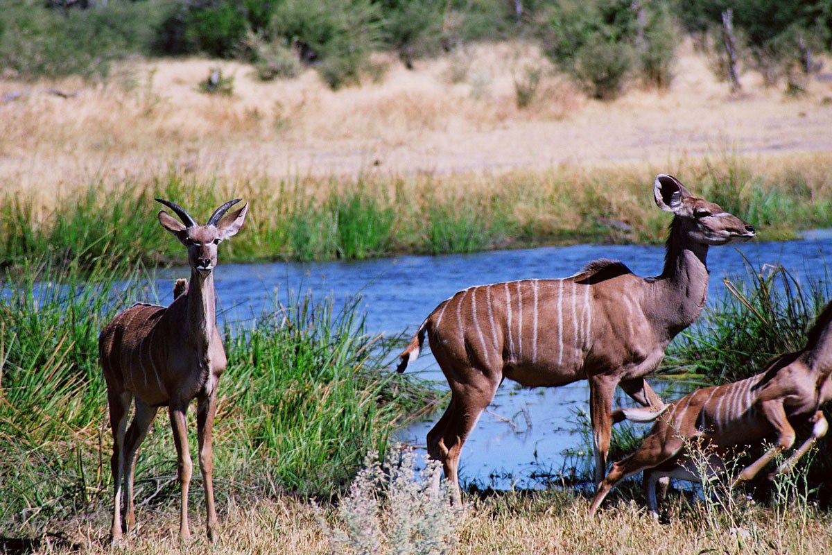 Thuli Parks and Wildlife Land