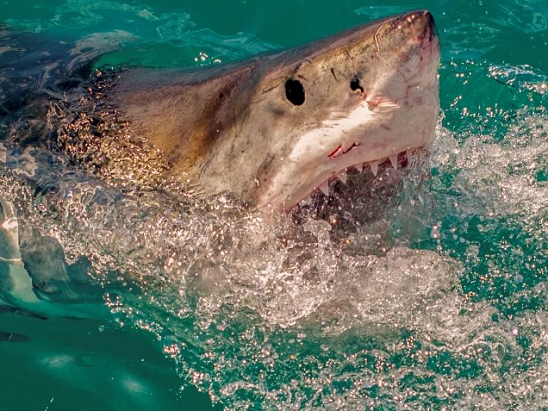 White Shark Projects cc 3