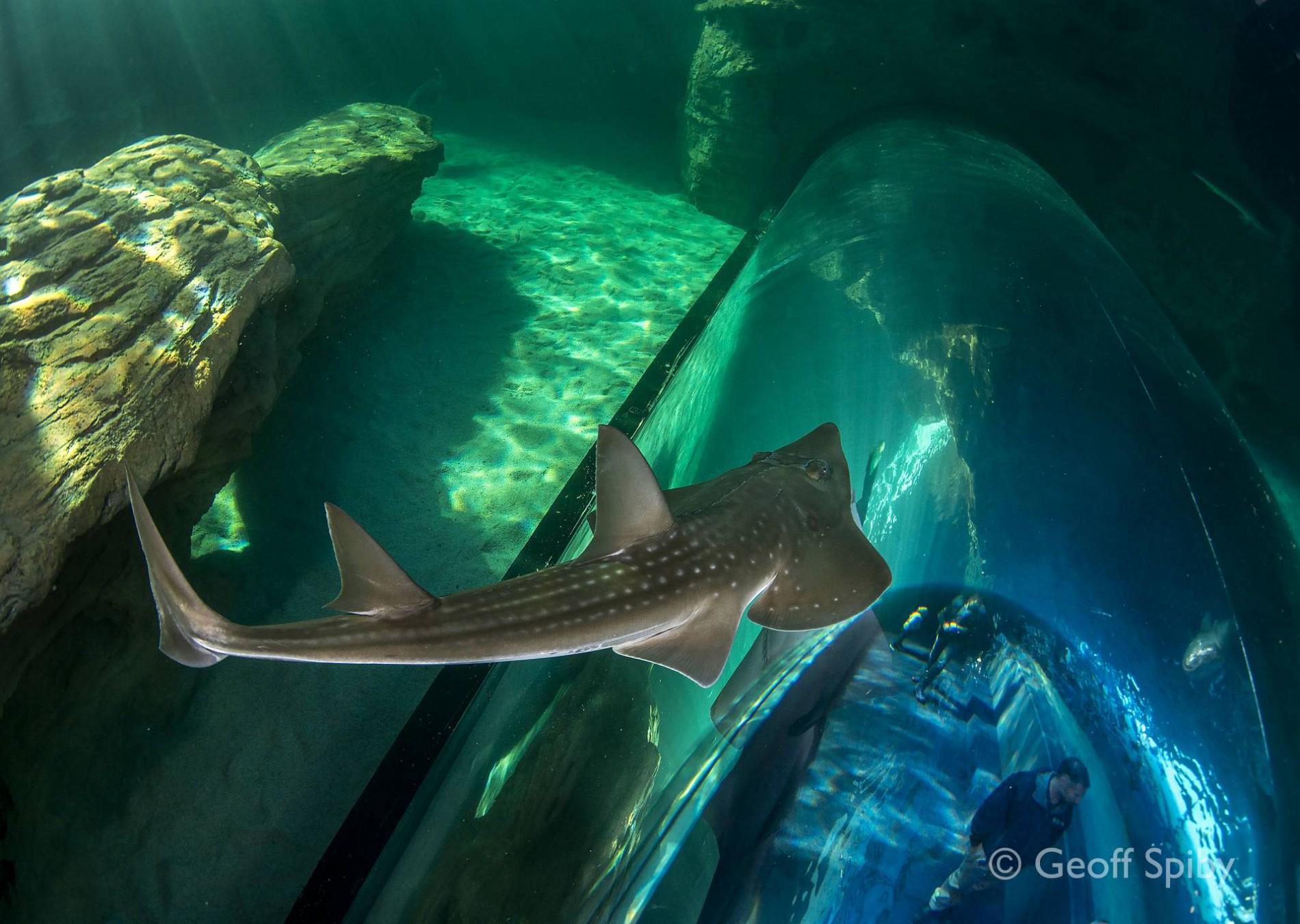 Two Oceans Aquarium
