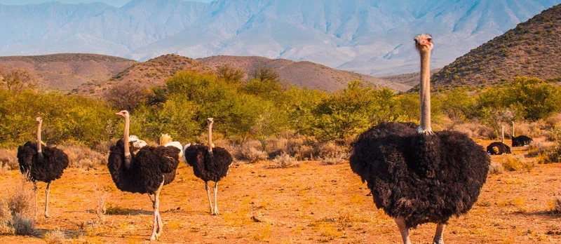 Oudtshoorn 2