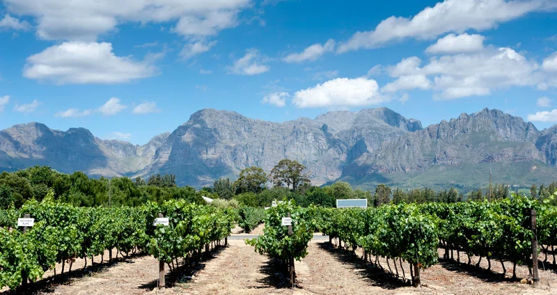 Stellenbosch 4