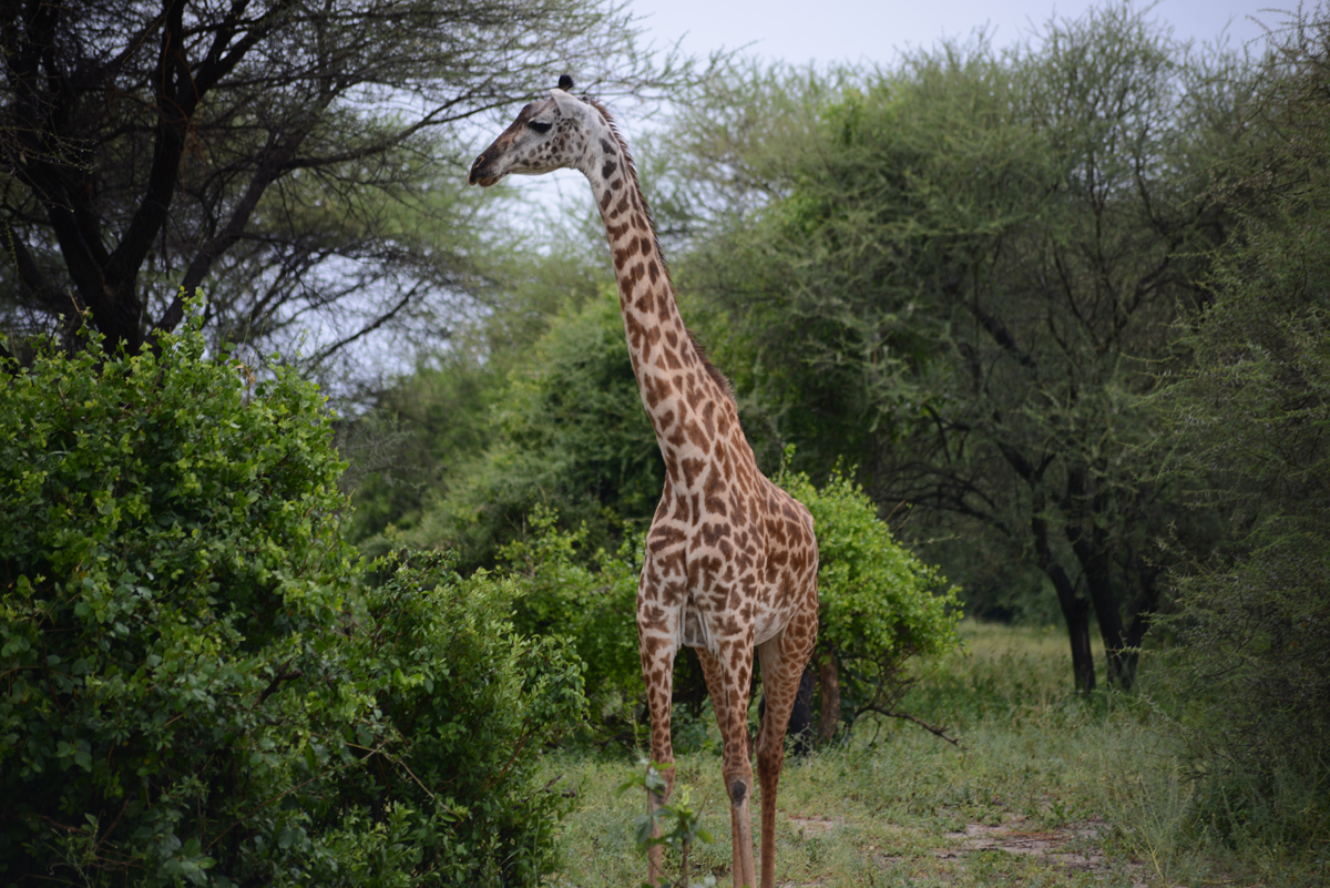 Sirikwa Travel 3