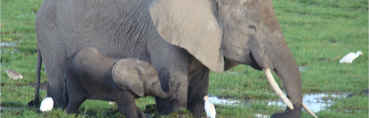 Lake Amboseli 5