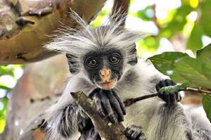Jozani Forest Walking Tour Zanzibar