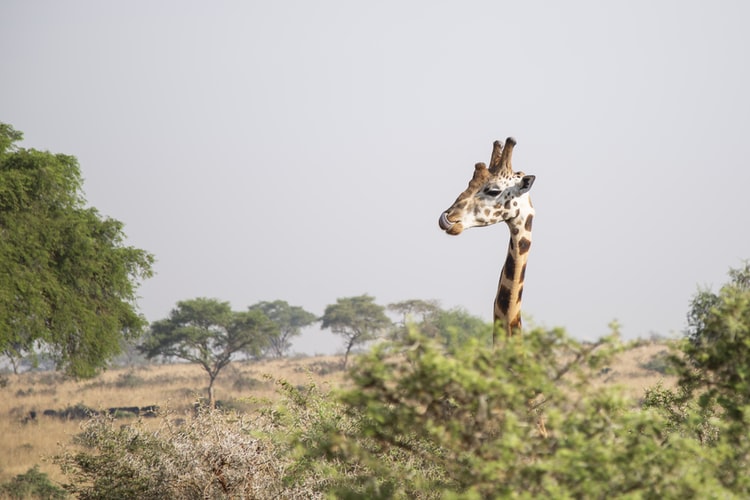 The Bespoke African Safari Co. 3