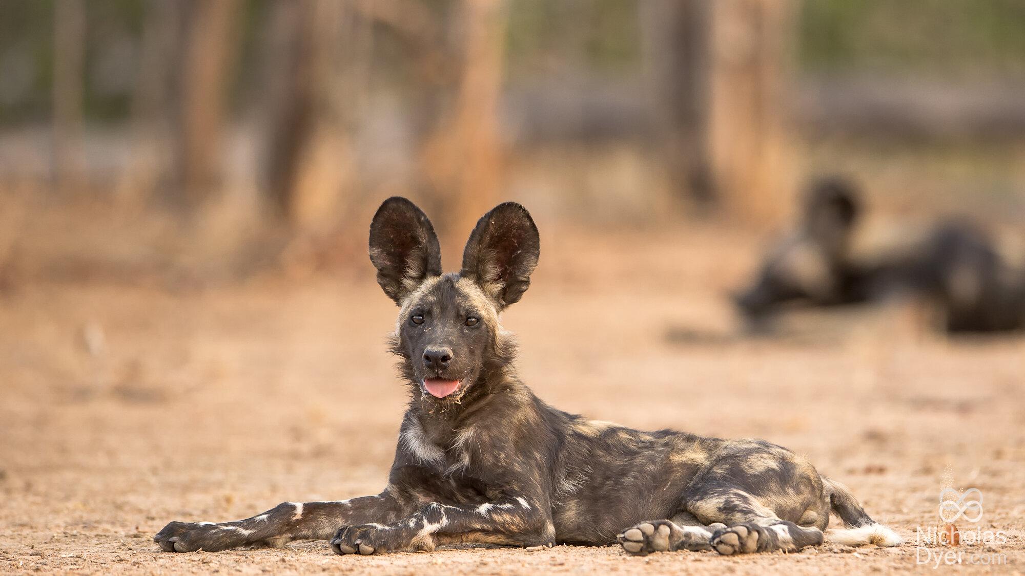 Painted Dog Visitor Centre