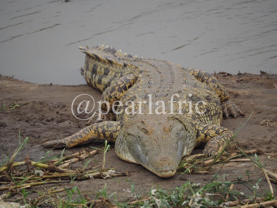 Pearl Afric Tours and Travel 2