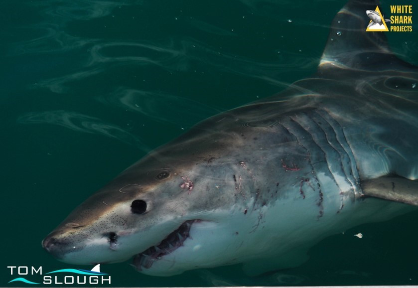 White Shark Projects 2