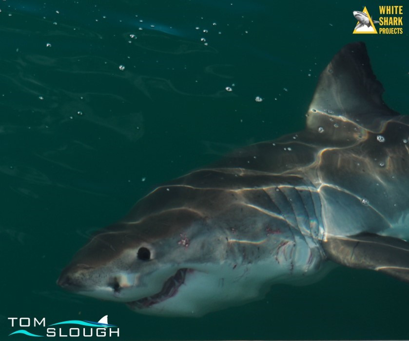 White Shark Projects 3