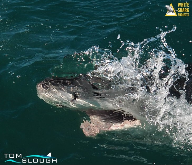 White Shark Projects 4