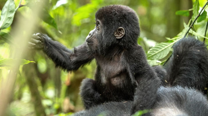 Gorilla Safari Discovery 2