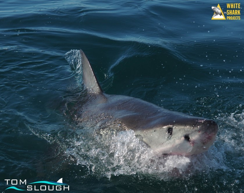 White Shark Projects 5