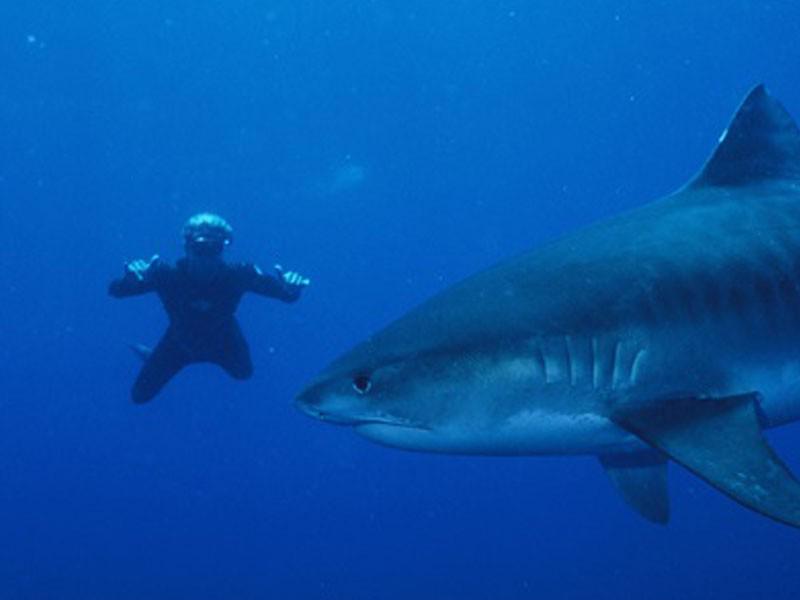 Dive The Big 5 4