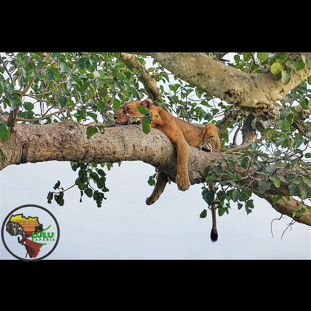 Lulu Safaris Uganda
