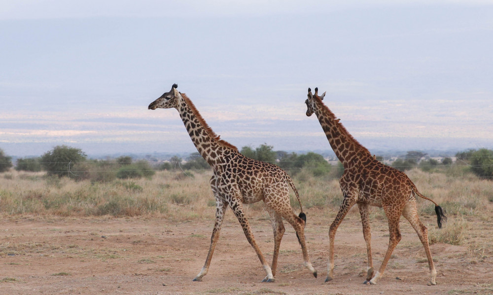 White Plains Safaris 5