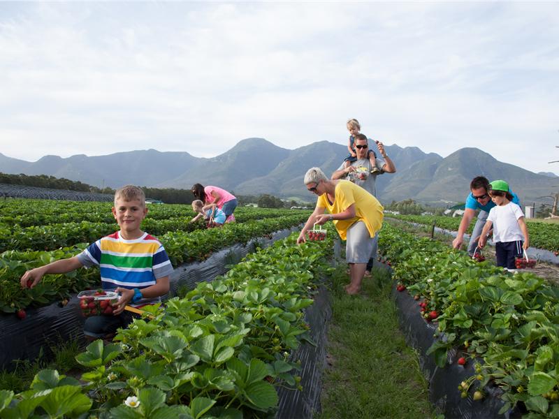Redberry Farm