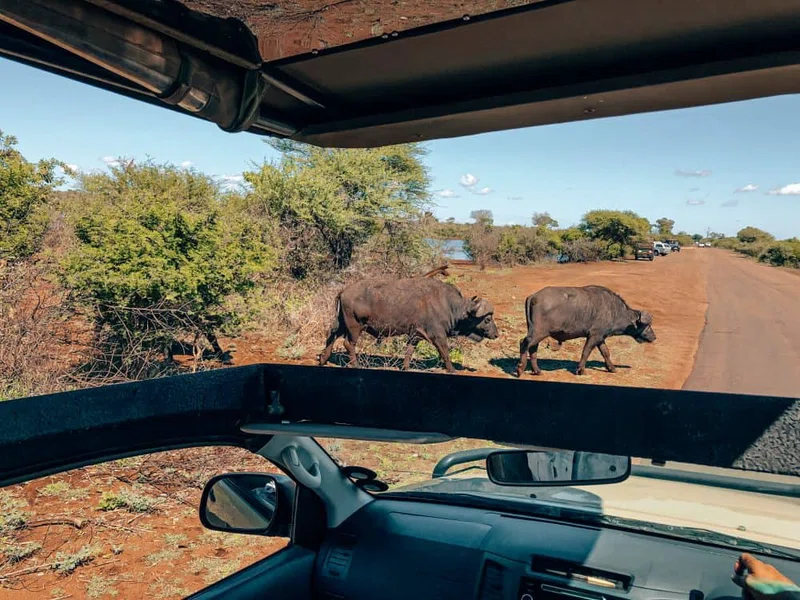 Kruger National Park 4