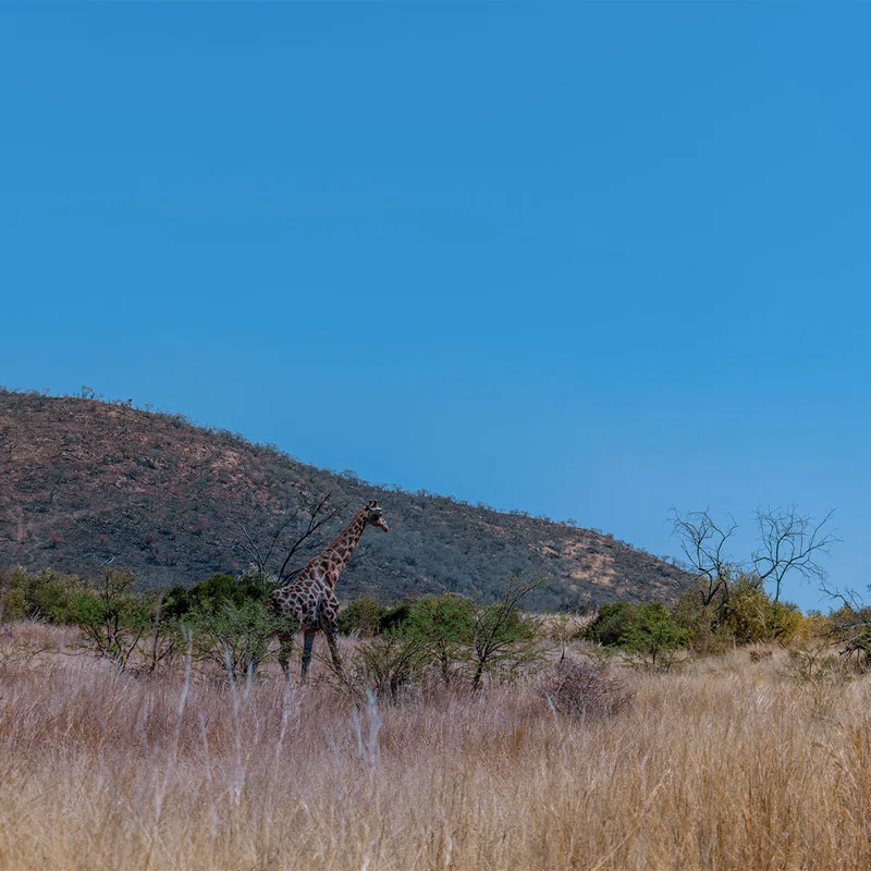 Pilanesberg National Park 4