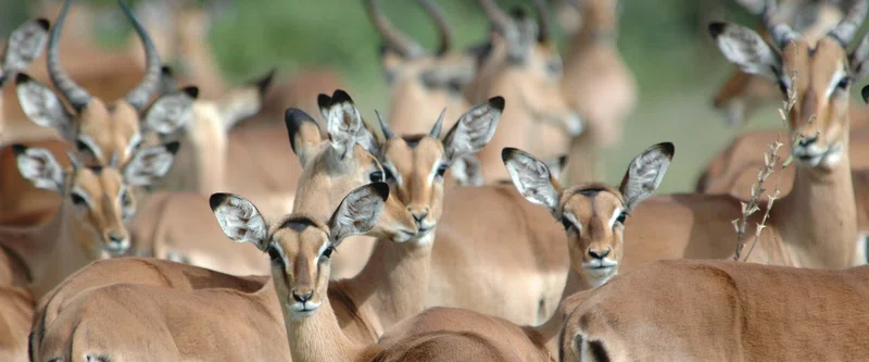 Pilanesberg National Park 3