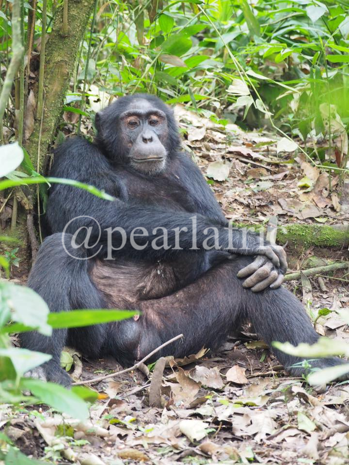 Pearl Afric Tours and Travel 3