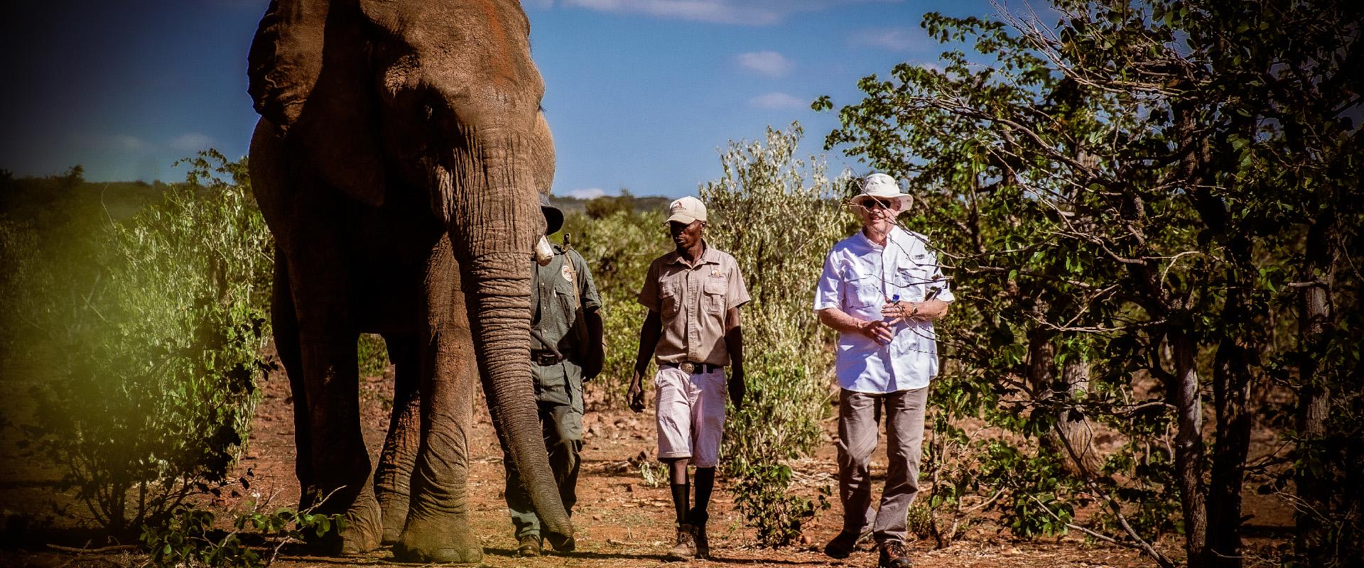 Elephant Experience