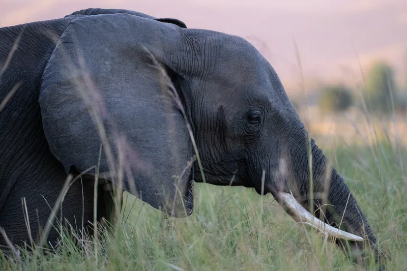 Mana Pools National Park 2