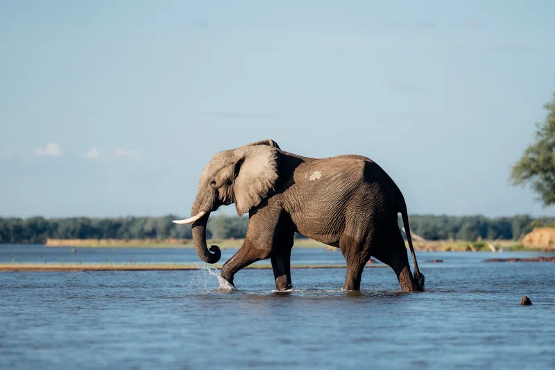 Mana Pools National Park 3