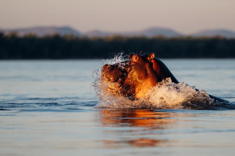 Mana Pools National Park 4