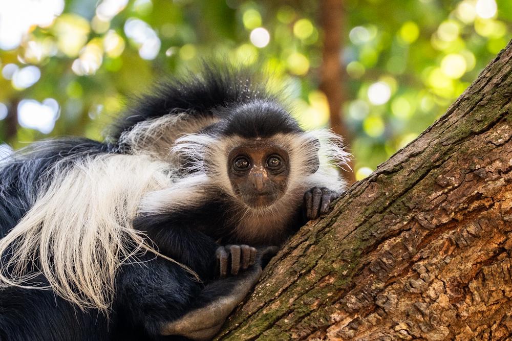 Colobus Conservation Centre
