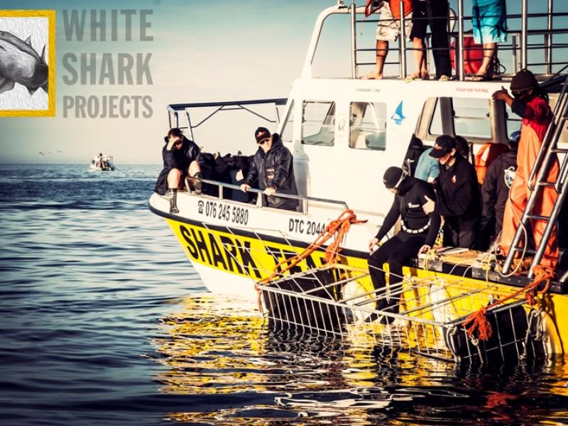 White Shark Projects cc 5