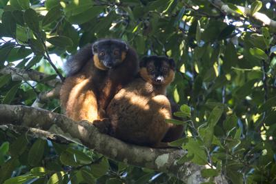 Madagascar Classic Collection (MCC) 2
