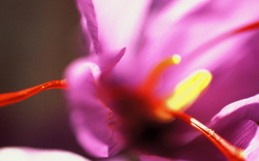 Safranerie 2