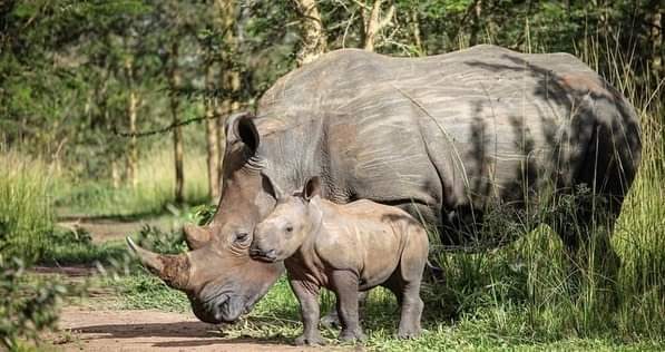 Lulu Safaris Uganda 4
