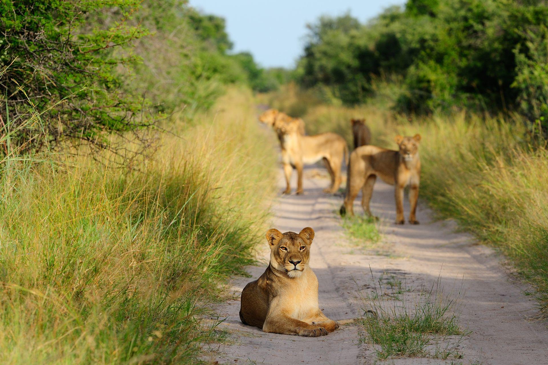 Akagera National Park