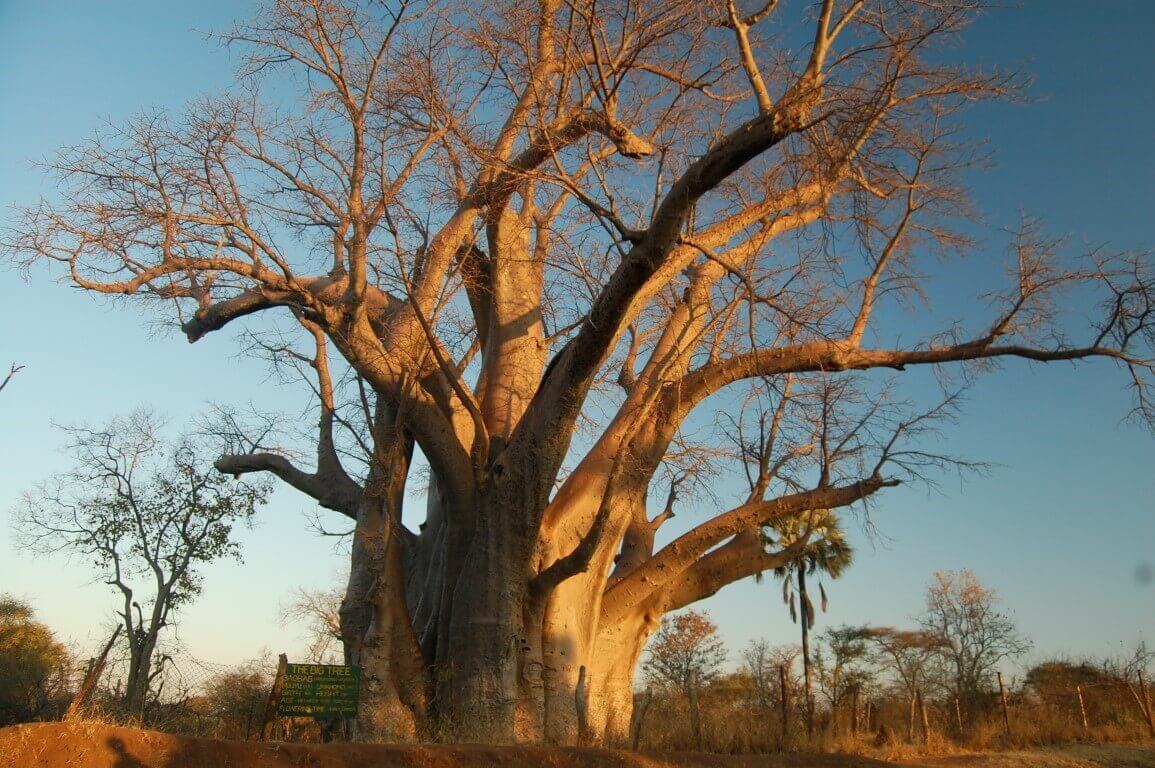 Big Tree Tour