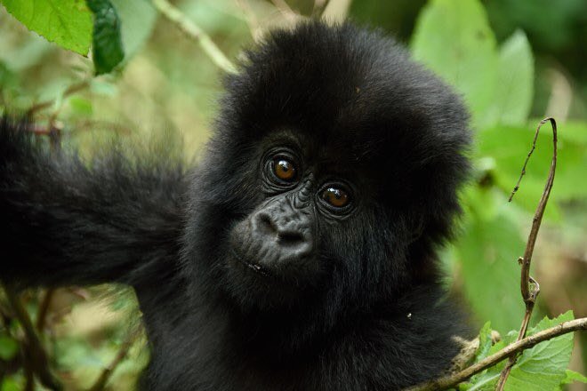 Kabira Gorilla Safaris