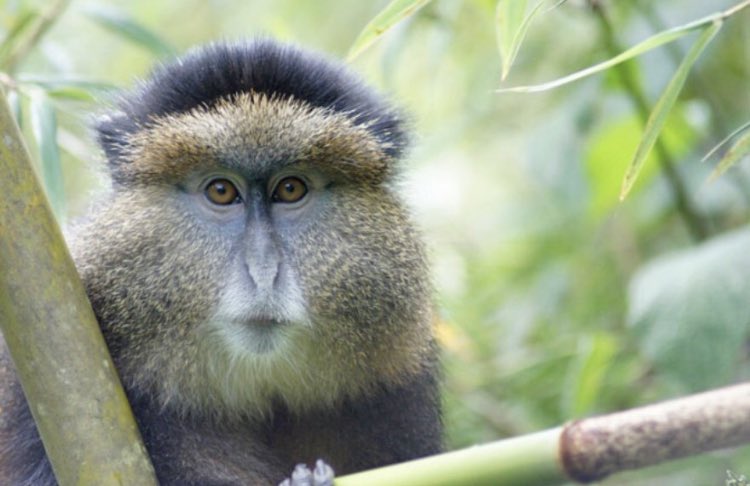 Kabira Gorilla Safaris 2