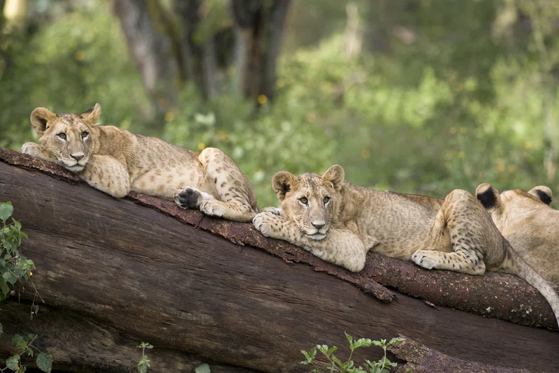 Lake Nakuru National Park 3