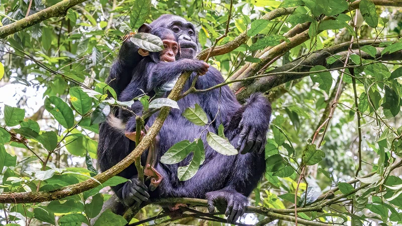 Kibale National Park 4