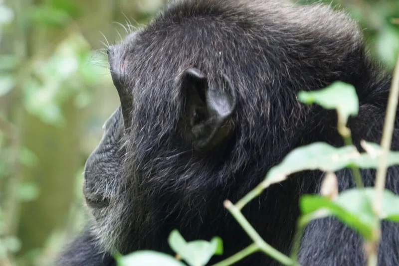 Kibale National Park 2