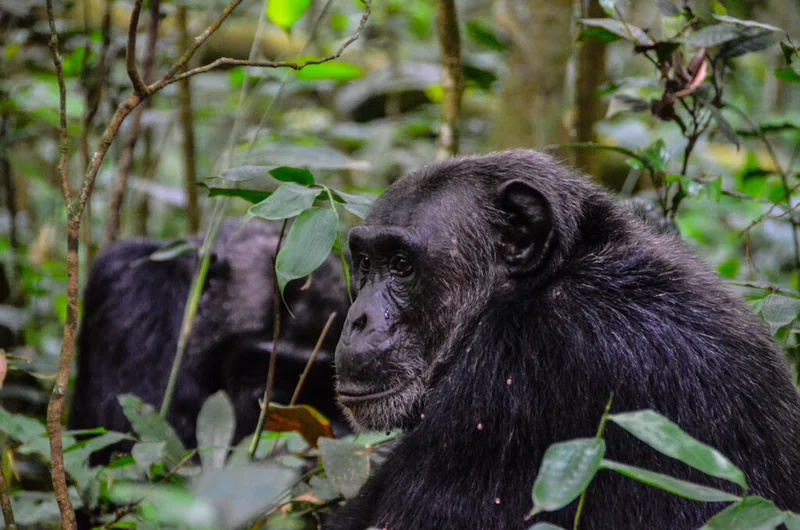 Kibale National Park 3