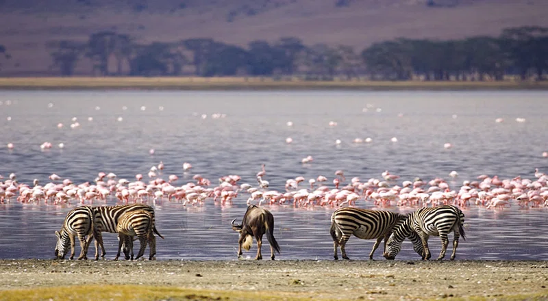 Lake Naivasha 5