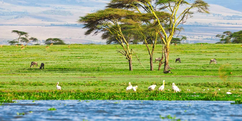 Lake Naivasha 2