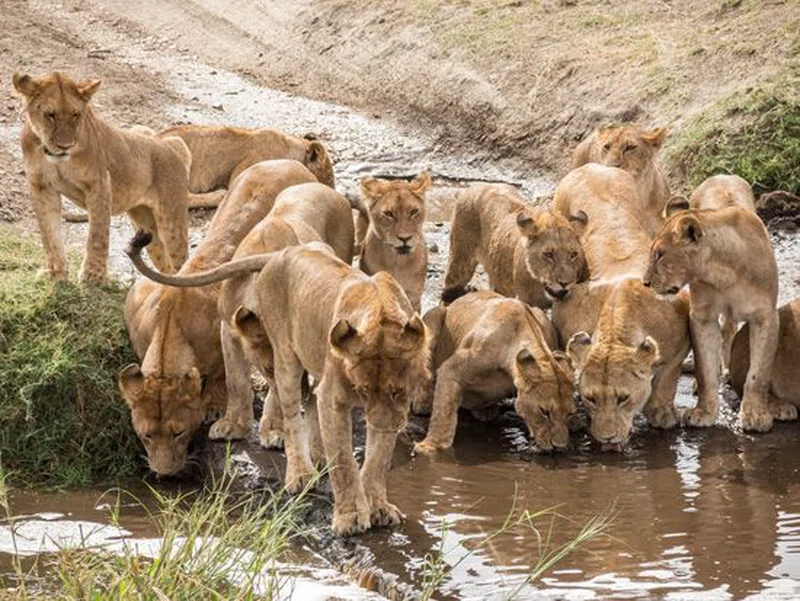 Central Serengeti National Park 5