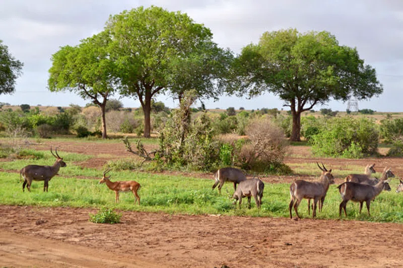 Laikipia Plateau 4
