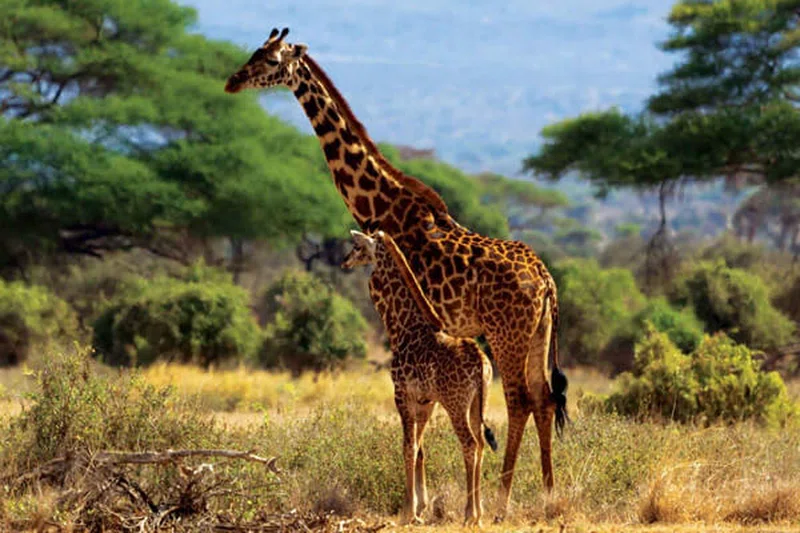 Laikipia Plateau 5