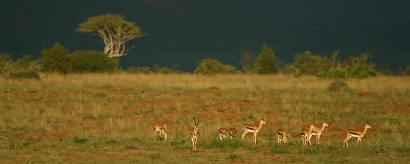 Laikipia Plateau