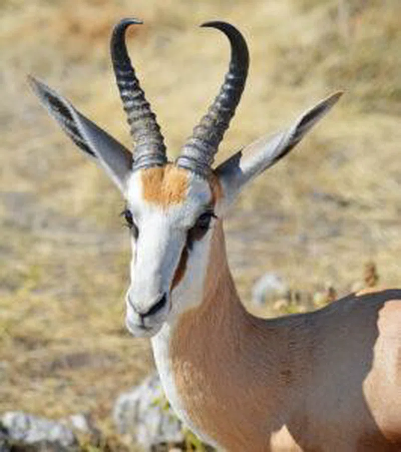 Kunene Region 4